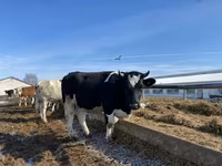 Vache, Russian Black pied cattle — photo 2