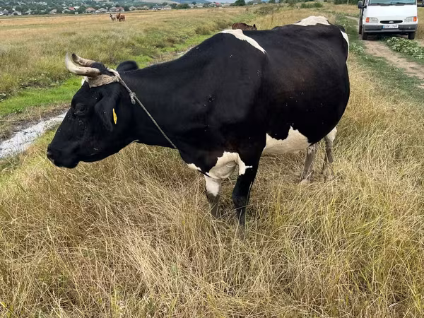 Cow, Russian Black pied cattle