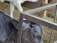 गाय, मवेशी — फ़ोटो 4
