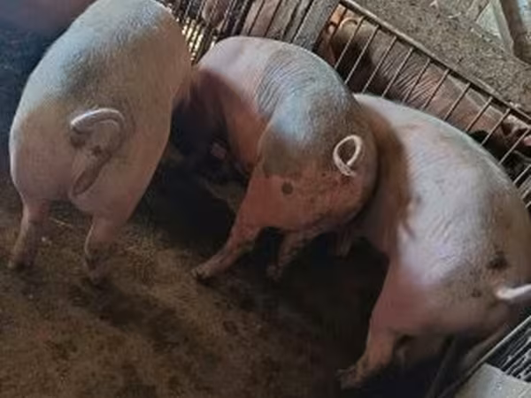 Porcs (lot, sexe non indiqué), Porcs