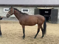 Hengst, Thoroughbred horse — Foto 5