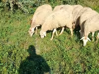 भेड़, Karabakh sheep — फ़ोटो 4