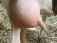 बकरी, Saanen goat — फ़ोटो 6
