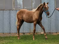 Cheval, Black Sea breed — photo 8
