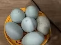 आयम सेमानी — फ़ोटो 3