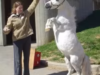 母马, Miniature horse — 照片 6