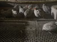 Bobwhite — photo 1