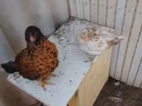 Danish hen — photo 3
