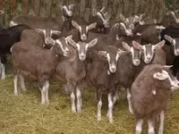 बकरी, Toggenburg goat — फ़ोटो 2