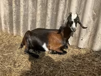 बकरा, Saanen goat — फ़ोटो 4