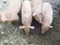 Pigs (batch, sex not specified), Мини-пиг — photo 2