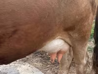 Vache, Race Alatauskaya — photo 3