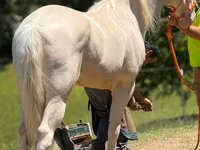 Horse (M), Kentucky mountain daddle horse — photo 6
