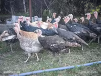 Turkeys — photo 2
