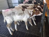 सांड, Russian Black pied cattle — फ़ोटो 2
