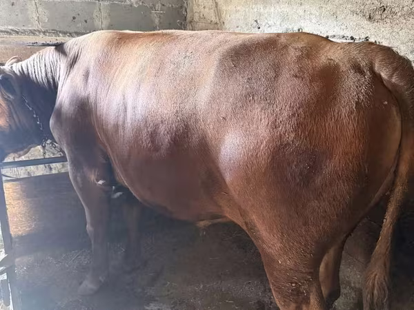 公牛, Cattle