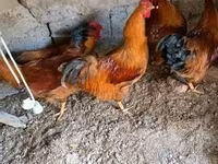 Yeni Hemşir Qırmızı — foto 2