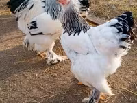 Chickens — 写真 5