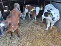 Taureau, Pinzgauer cattle — photo 2