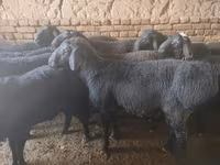 كبش, Rhon sheep — الصورة 4
