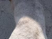 Bélier, Ordabasy sheep — photo 4