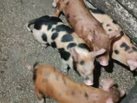 Schweine (Partie, Geschlecht nicht angegeben), Дюрок — Foto 4