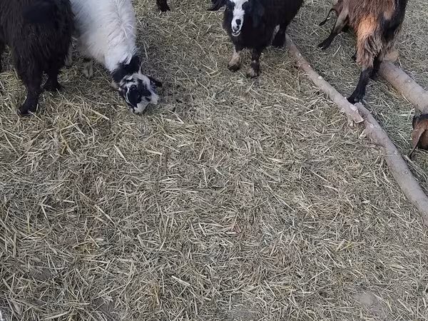 山羊（批次，未指定性别）, Goats