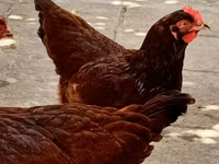 Rhode Island Red — foto 3
