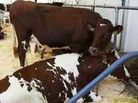 Vache, Hereford — photo 4