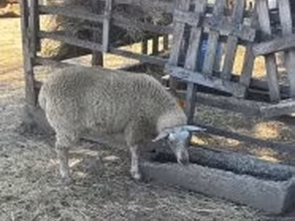 Brebis, Beltex sheep