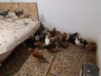 Gallina checa dorada veteada — foto 5