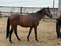 Hengst, Thoroughbred horse — Foto 1