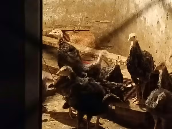 ब्रॉन्ज़