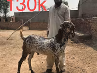 Chèvres (lot, sexe non indiqué), Najdi goat — photo 5
