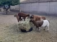 公羊, Cameroon sheep — 照片 6