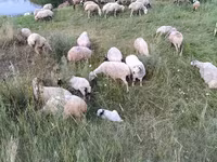 母羊, Balbas sheep — 照片 6