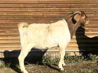 बकरी, Toggenburg goat — फ़ोटो 4