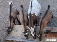 Cabro, Pomellata goat — foto 3