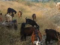 बकरी, बकरियाँ — फ़ोटो 6