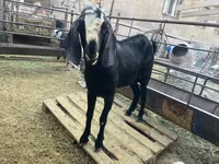 Bode, Nubian Goat — foto 4