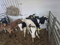 Touro, Russian Black pied cattle — foto 5