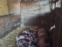 Boar, Пьетрен — photo 1