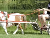 公马, Miniature horse — 照片 4