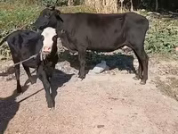 गाय, मवेशी — फ़ोटो 6