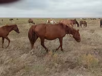 Klisna, Mugalzhar horse — foto 5