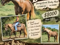Klisna, Kentucky mountain daddle horse — foto 1