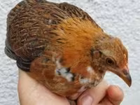 Chickens — Foto 3