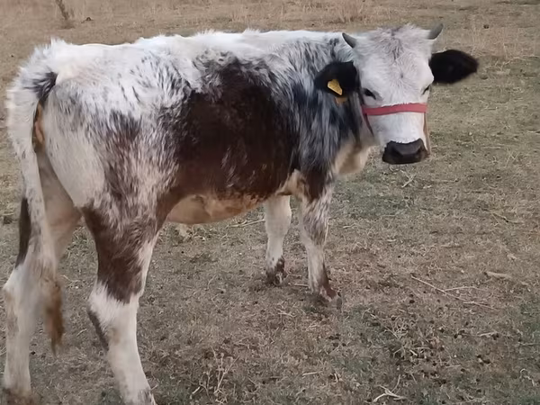 Vache, Bleue de Belgique