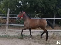 Mare, Lipizzaner — photo 4