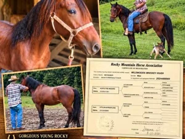 Cheval, Rocky Mountain Horse